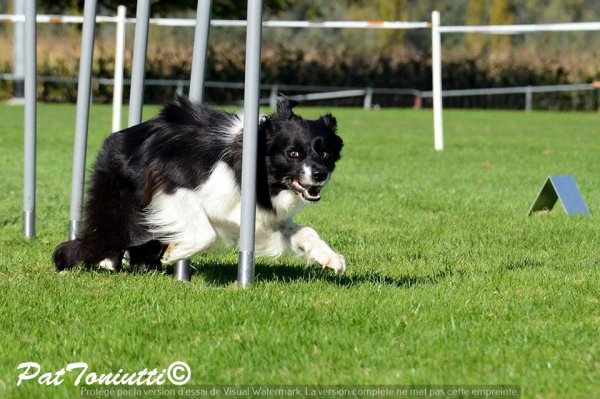 Agility - Société cynologique du Val-de-Travers