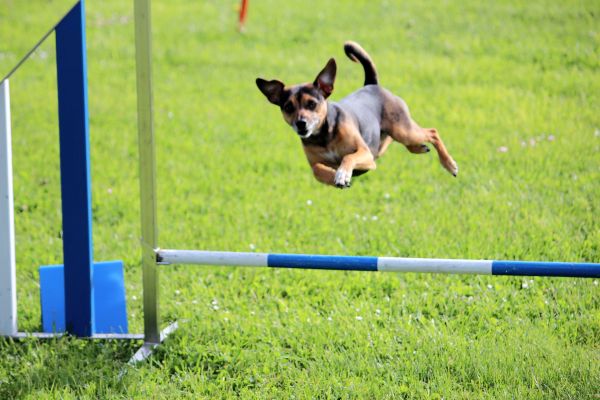 Agility - Société cynologique du Val-de-Travers