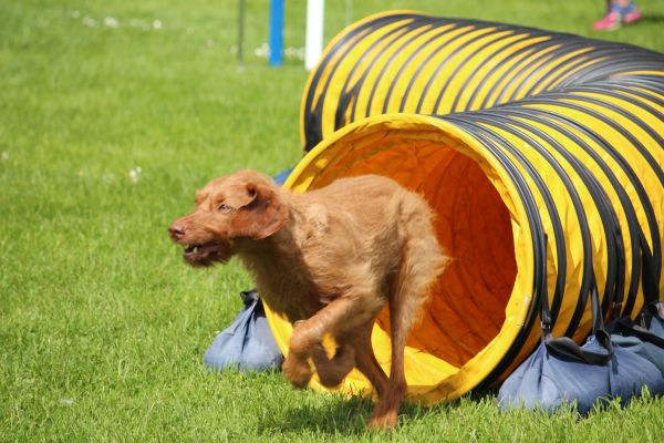 Agility - Société cynologique du Val-de-Travers