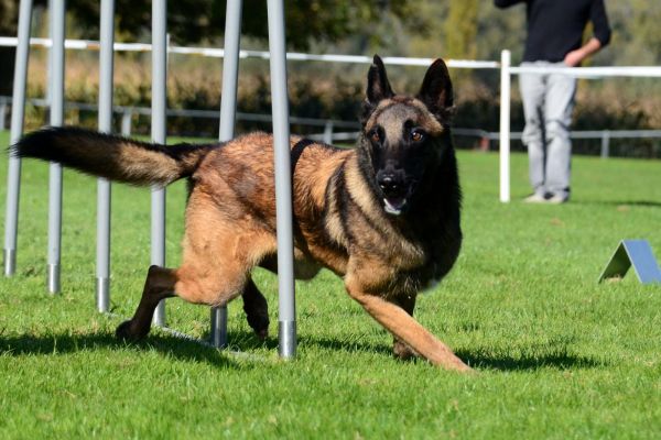 Agility - Société cynologique du Val-de-Travers