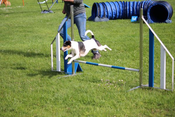 Agility - Société cynologique du Val-de-Travers