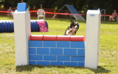 Concours agility 24