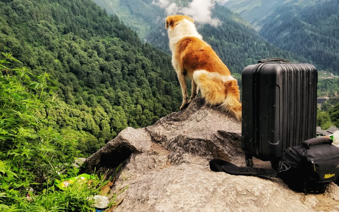 Voyager avec son chien